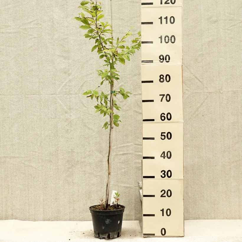 Amostra de Carpinus betulus Quercifolia Vaso de 2 L/3 L tal como entregue no verão