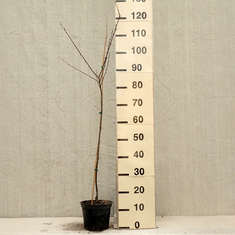 Amostra de Carpinus betulus Quercifolia Vaso de 2 L/3 L tal como entregue na primavera