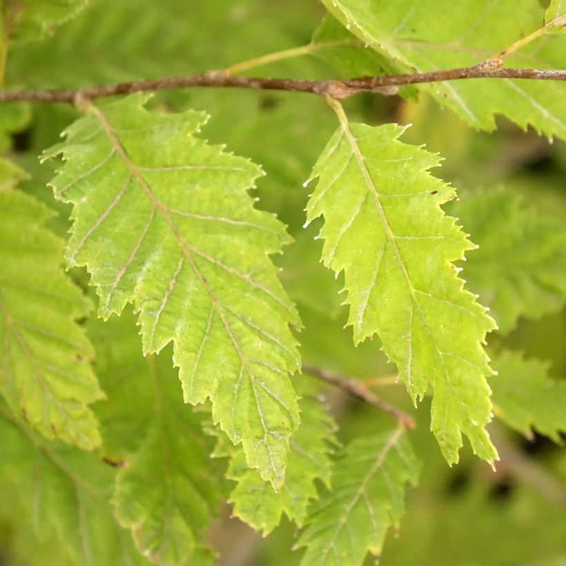 Carpinus betulus Quercifolia (Folhagem)