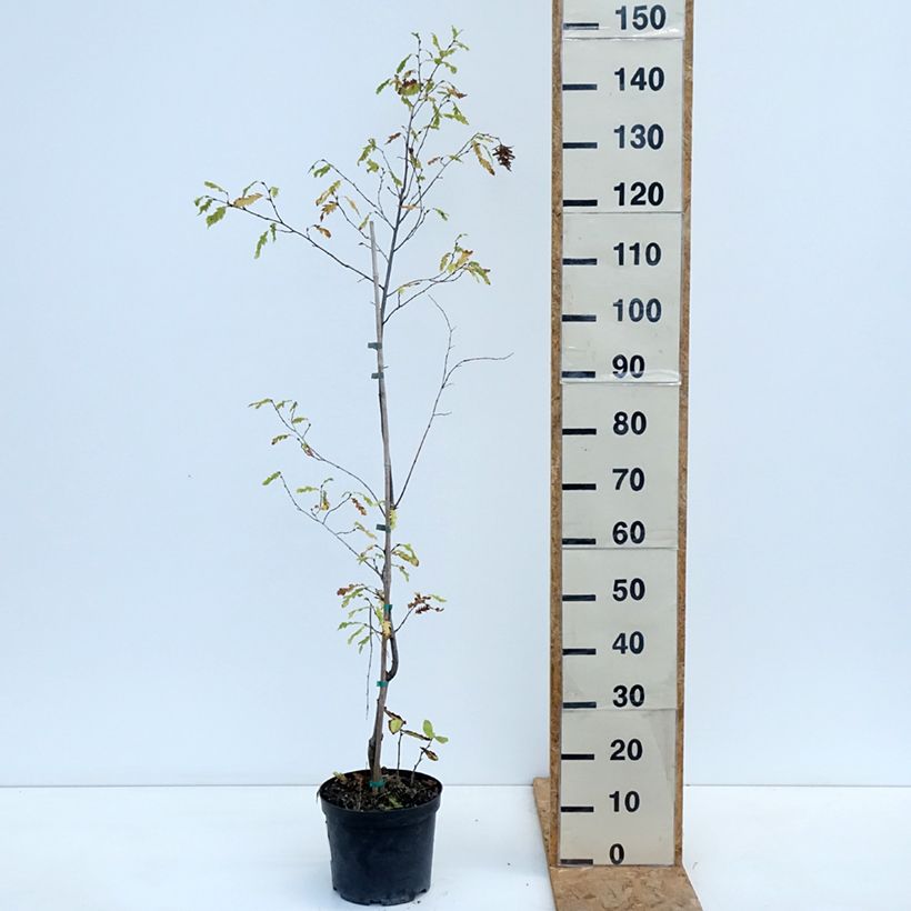 Amostra de Carpinus betulus Quercifolia Vaso de 4 L/5 L tal como entregue no outono