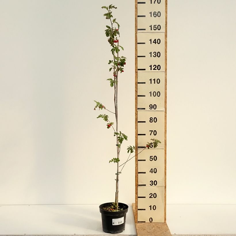 Amostra de Carpinus betulus Quercifolia Vaso de 4 L/5 L tal como entregue no verão