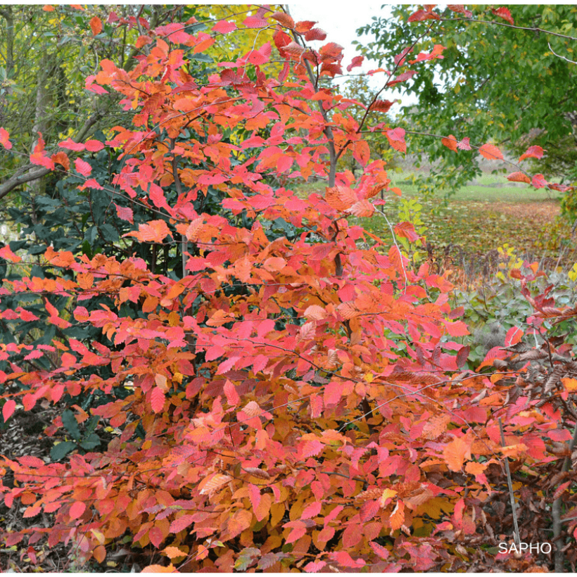 Carpinus betulus Rockhampton Red (Hábito)