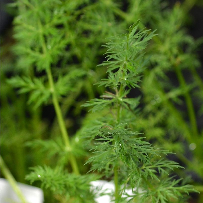 Carum carvi (Folhagem)