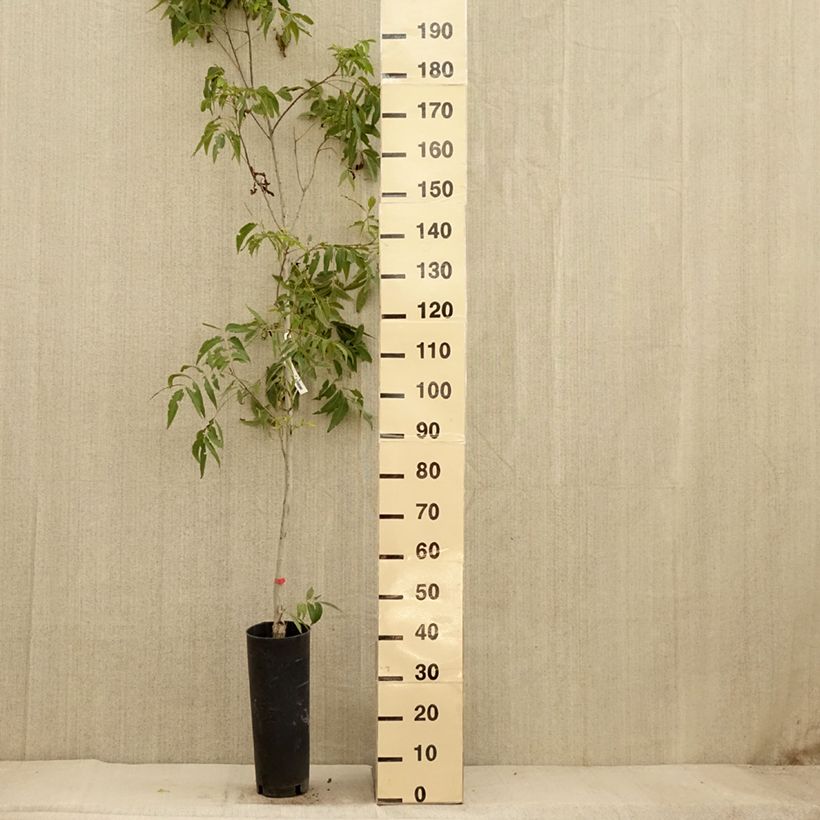 Amostra de Carya illinoinensis Delmas - Nozes-pecã Vaso de 6 L/7 L tal como entregue no outono