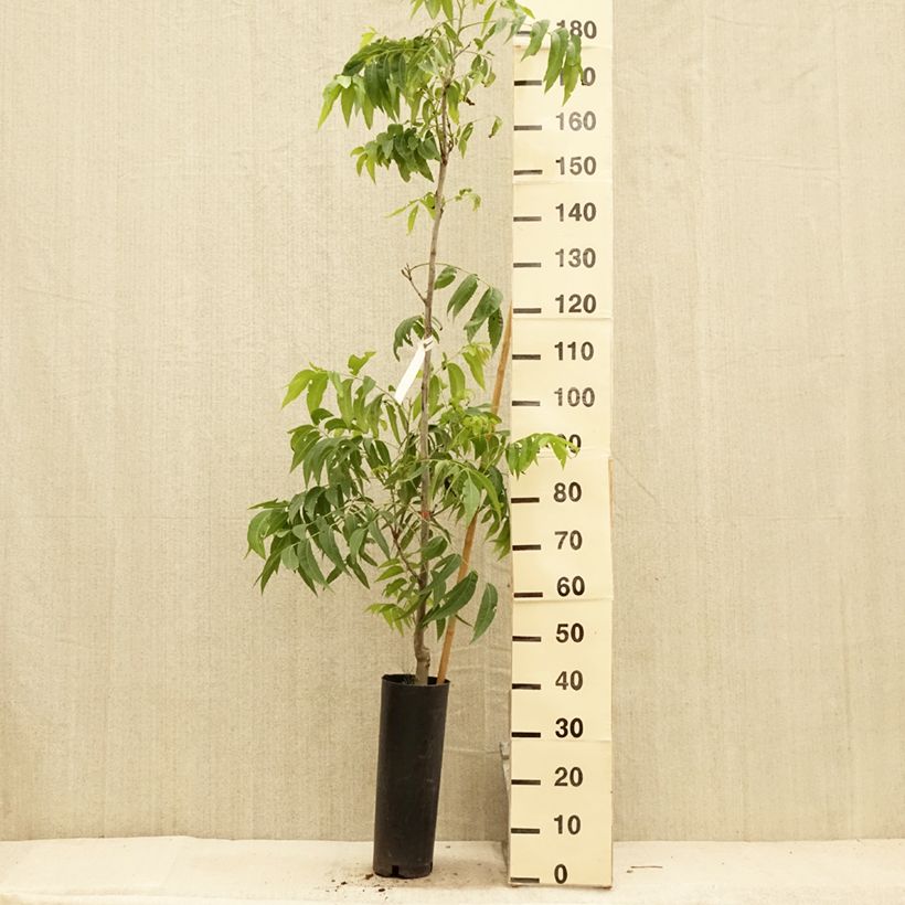 Amostra de Carya illinoinensis Delmas - Nozes-pecã Vaso de 6 L/7 L tal como entregue no verão
