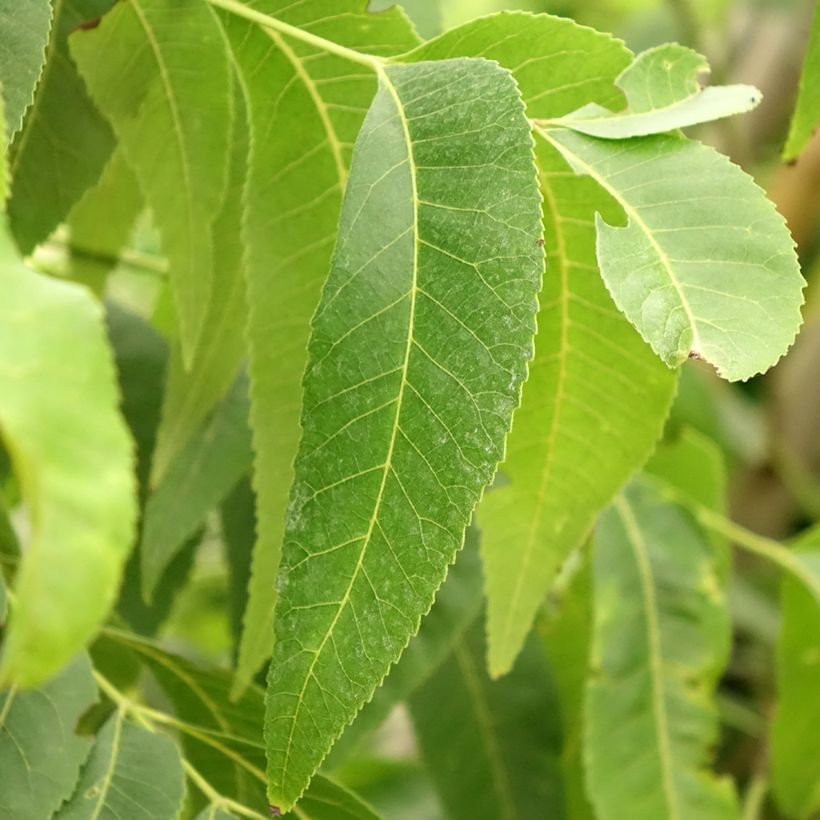 Carya illinoinensis Delmas - Nozes-pecã (Folhagem)