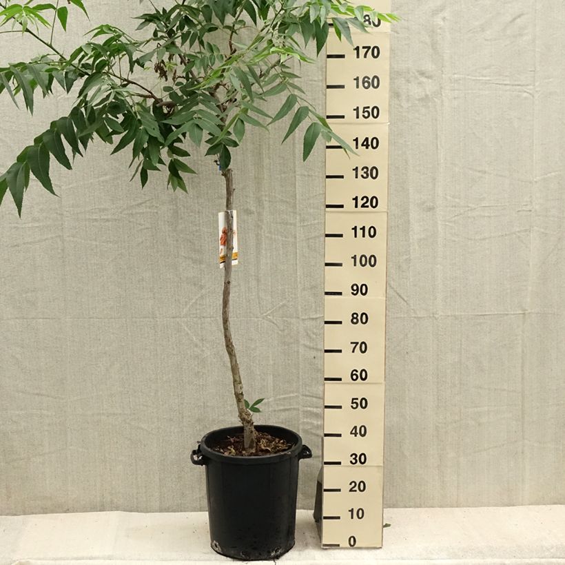 Amostra de Carya illinoinensis - Nozes-pecã Vaso de 20 L/25 L tal como entregue no verão
