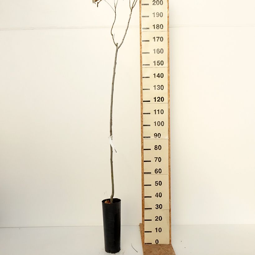 Amostra de Carya illinoinensis Pawnee - Nozes-pecã Vaso de 6 L/7 L tal como entregue no outono