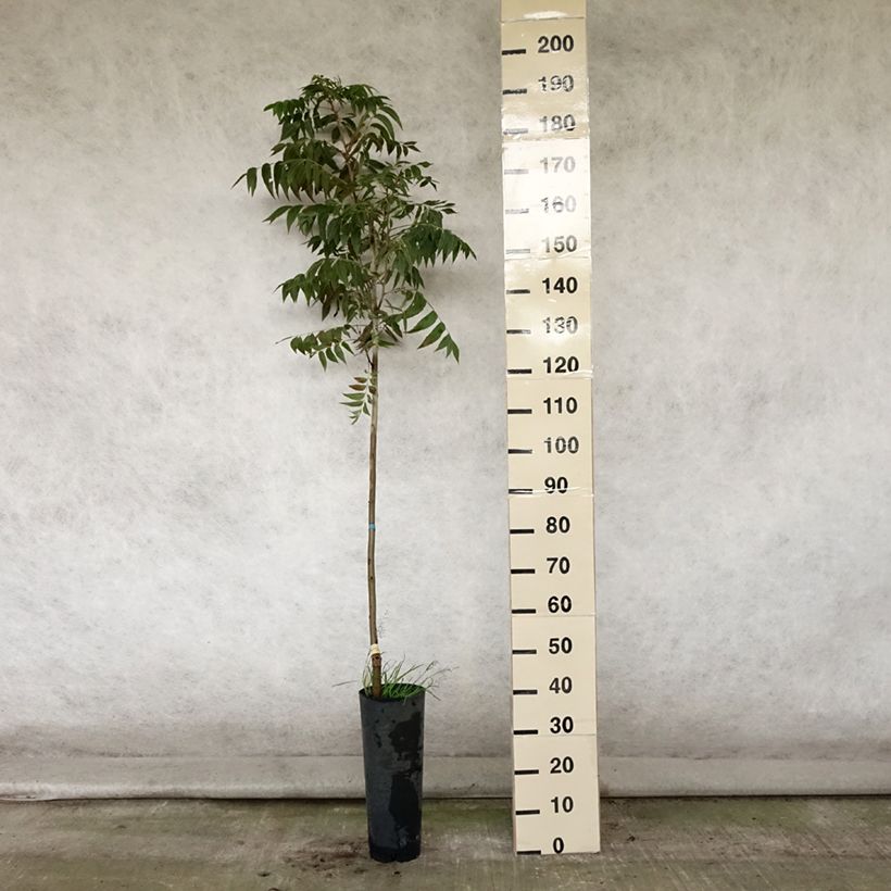 Amostra de Carya illinoinensis Pawnee - Nozes-pecã Vaso de 4 L/5 L tal como entregue no verão