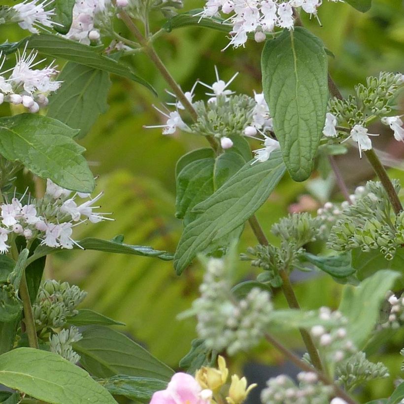 Caryopteris clandonensis Pink Perfection (Folhagem)