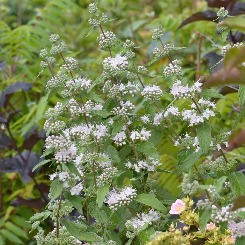 Caryopteris clandonensis Pink Perfection (Floração)