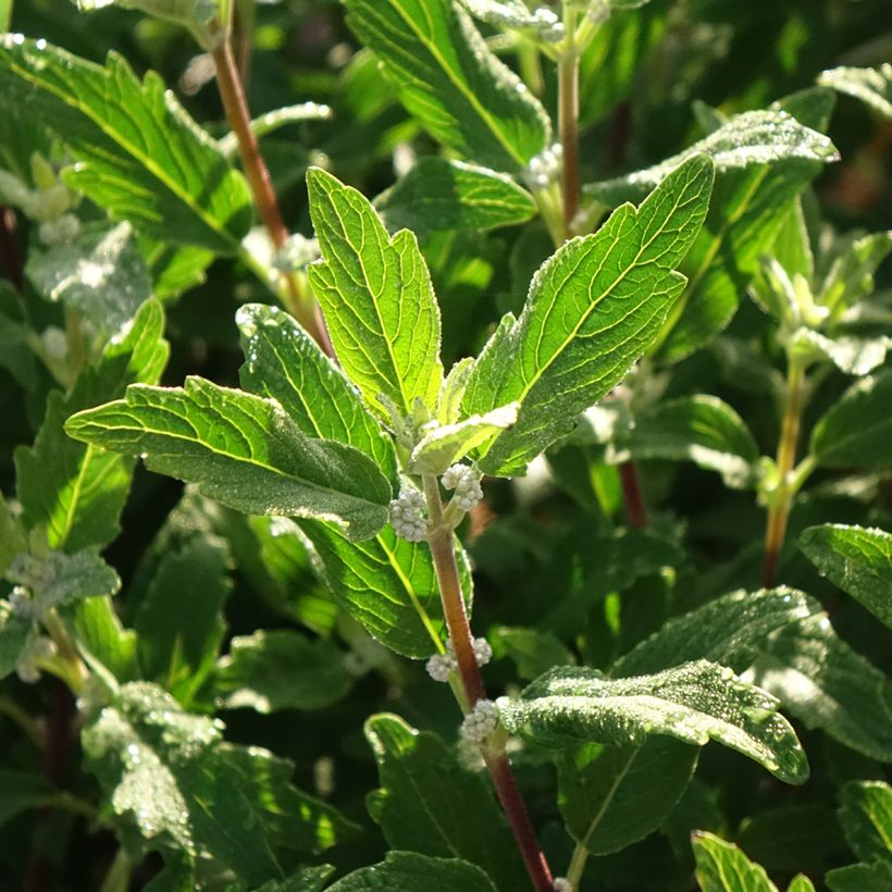 Caryopteris clandonensis Beyond Midnight (Folhagem)