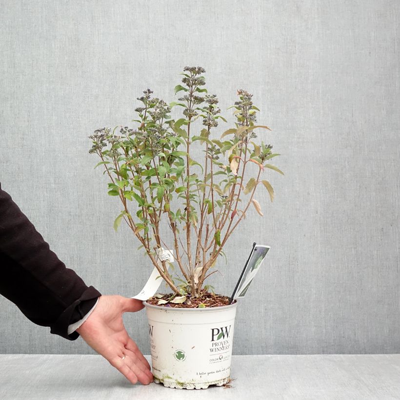 Amostra de Caryopteris clandonensis Beyond Midnight Vaso de 3 L/4 L tal como entregue no outono
