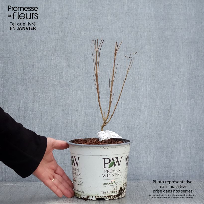 Amostra de Caryopteris clandonensis Beyond Midnight Vaso de 3 L/4 L tal como entregue no inverno