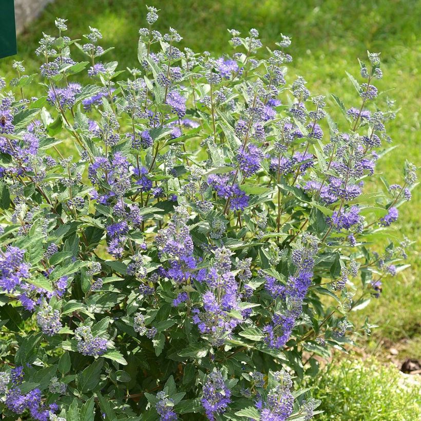 Caryopteris clandonensis Blue Balloon (Hábito)