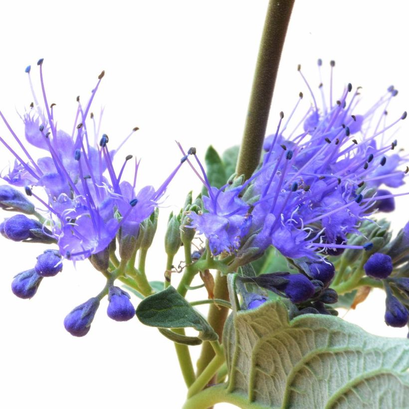 Caryopteris clandonensis Blue Balloon (Floração)