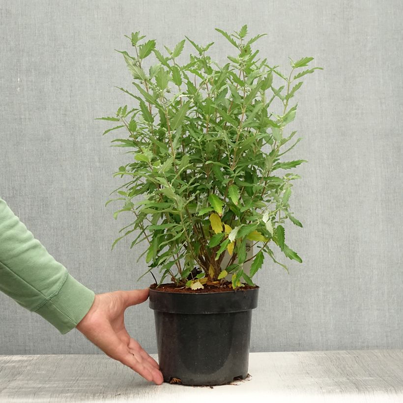 Amostra de Caryopteris clandonensis Blue Balloon Vaso de 2 L/3 L tal como entregue no verão
