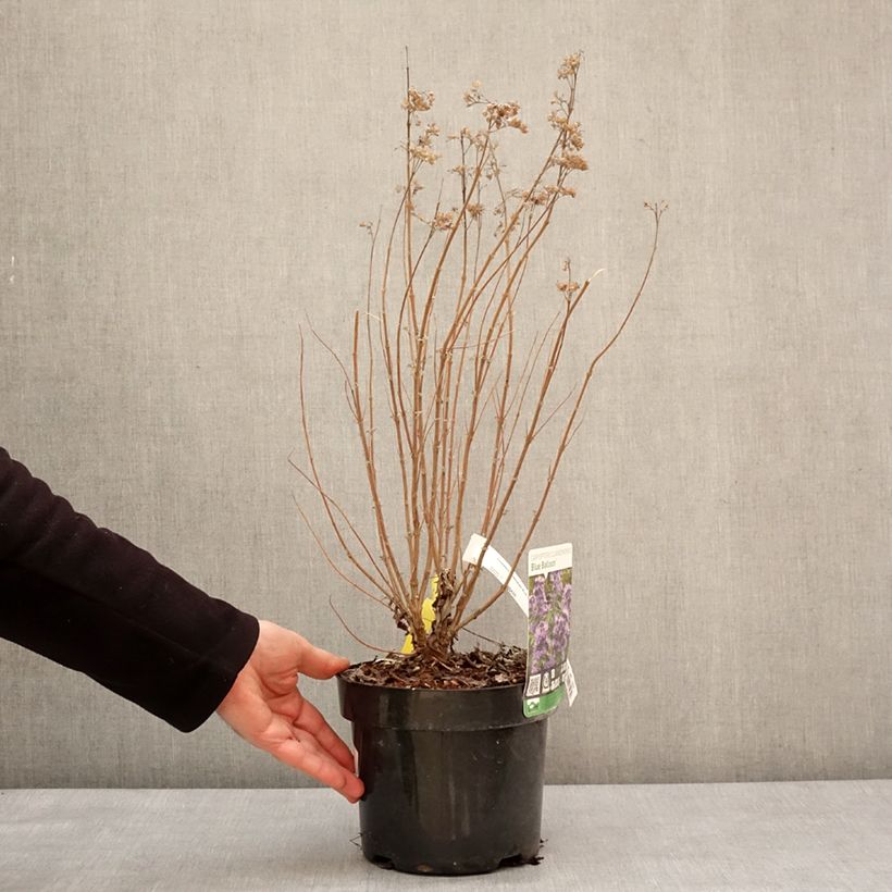 Amostra de Caryopteris clandonensis Blue Balloon - Spirée bleue Vaso de 2 L/3 L tal como entregue no inverno