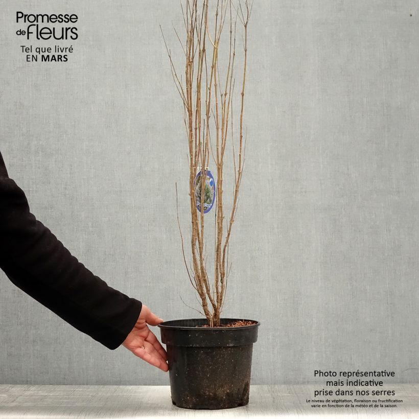 Amostra de Caryopteris clandonensis Blue Balloon Vaso de 2 L/3 L tal como entregue na primavera