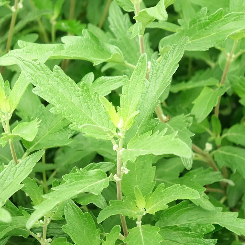 Caryopteris clandonensis Blue Balloon (Folhagem)