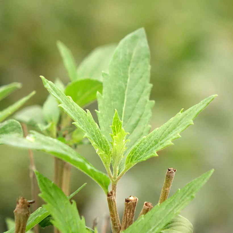 Caryopteris clandonensis Dark Knight (Folhagem)