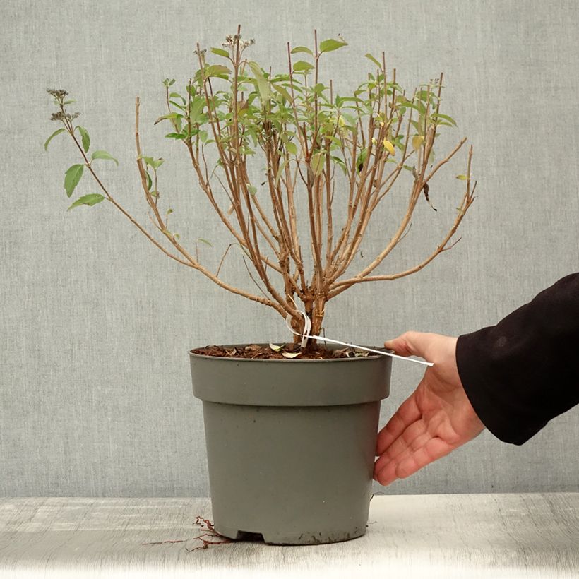 Amostra de Caryopteris clandonensis Dark Knight Vaso de 4 L/5 L tal como entregue no outono