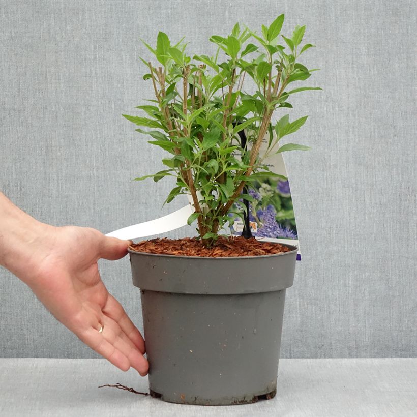 Amostra de Caryopteris clandonensis Dark Knight Vaso de 4 L/5 L tal como entregue na primavera