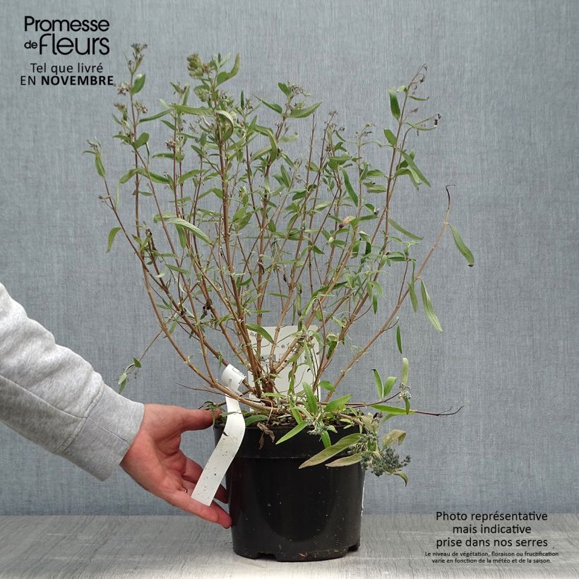 Amostra de Caryopteris clandonensis First Choice Vaso de 2 L/3 L tal como entregue no outono