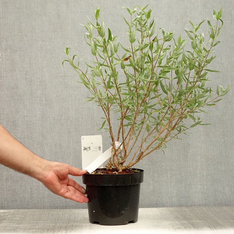 Amostra de Caryopteris clandonensis First Choice Vaso de 2 L/3 L tal como entregue no verão