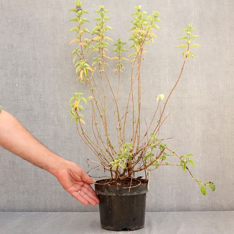 Amostra de Caryopteris clandonensis Good as Gold Vaso de 2 L/3 L tal como entregue no verão