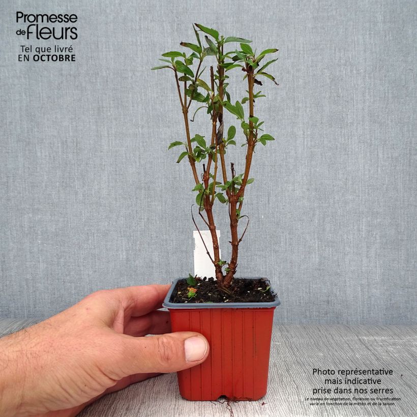 Amostra de Caryopteris clandonensis Heavenly Blue Vaso de 8/9 cm tal como entregue no outono
