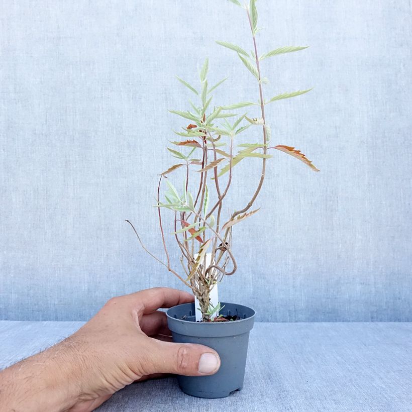 Amostra de Caryopteris clandonensis Heavenly Blue Vaso de 8/9 cm tal como entregue no verão