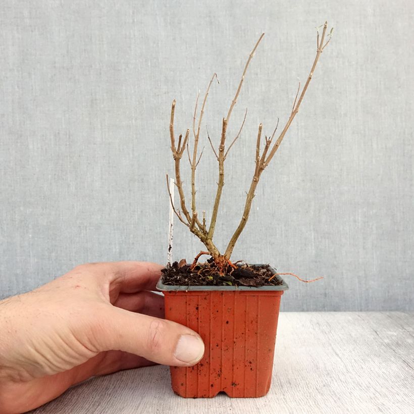 Amostra de Caryopteris clandonensis Kew Blue Vaso de 8/9 cm tal como entregue no outono