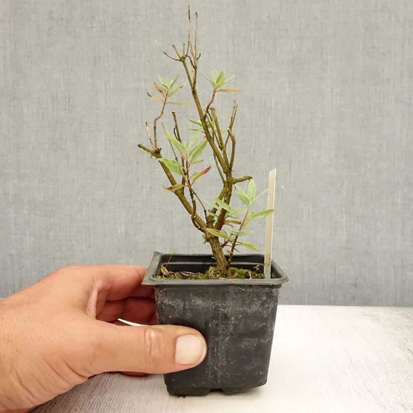 Amostra de Caryopteris clandonensis Kew Blue Vaso de 8/9 cm tal como entregue no verão