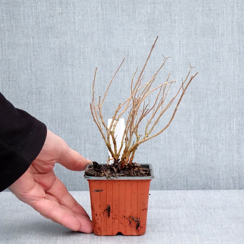 Amostra de Caryopteris clandonensis Kew Blue - Spirée bleue Vaso de 8/9 cm tal como entregue no inverno