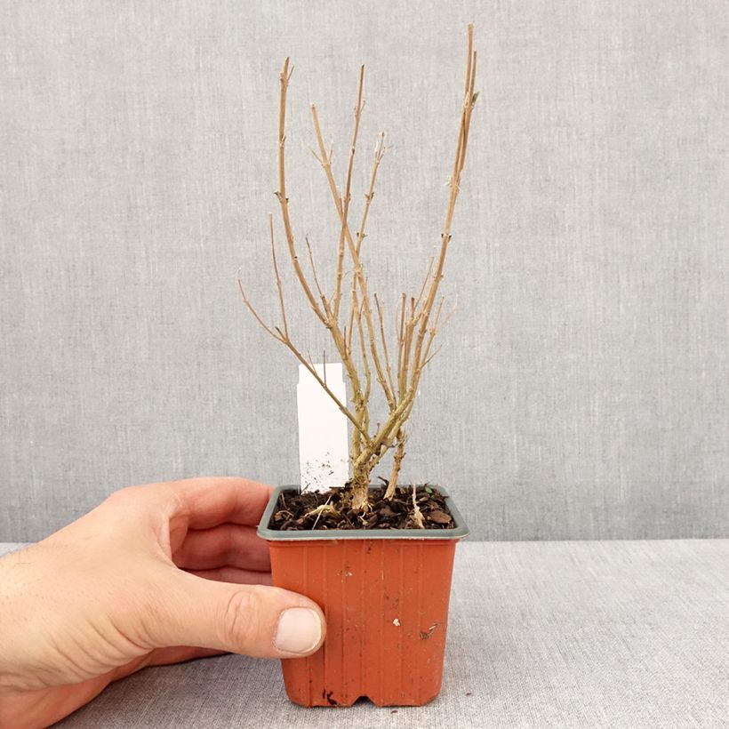 Amostra de Caryopteris clandonensis Kew Blue Vaso de 8/9 cm tal como entregue na primavera