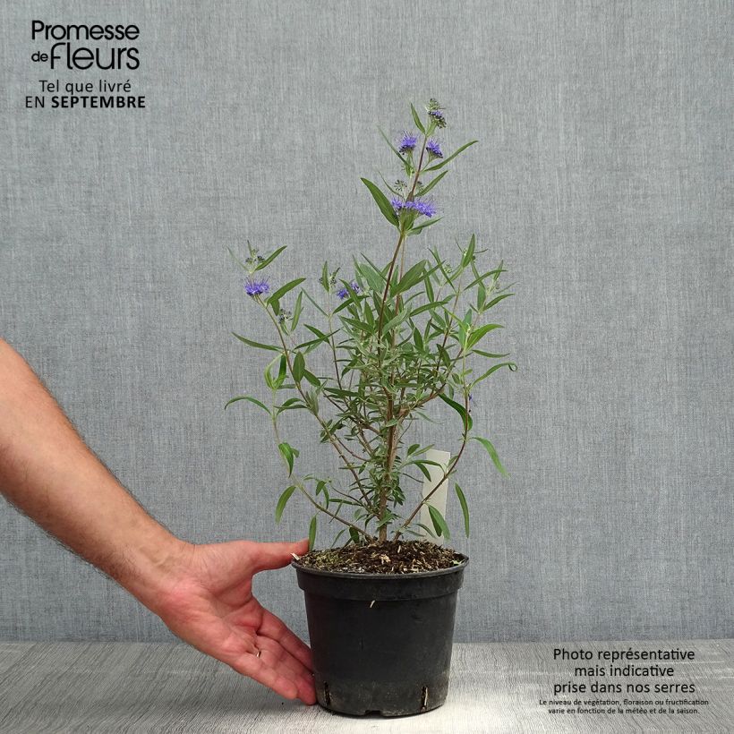 Amostra de Caryopteris clandonensis Kew Blue Vaso de 2 L/3 L tal como entregue no outono