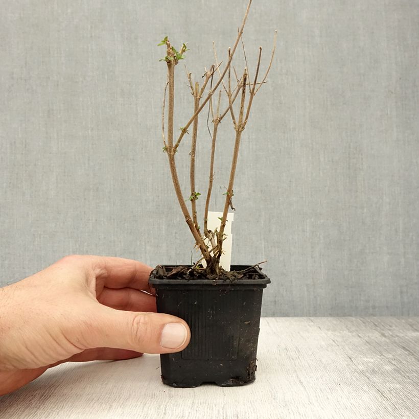 Amostra de Caryopteris clandonensis Stephi Vaso de 8/9 cm tal como entregue no outono