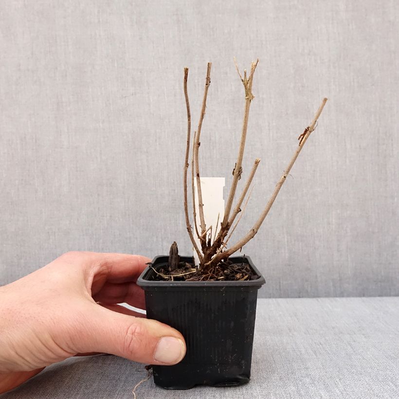 Amostra de Caryopteris clandonensis Stephi - Spirée bleue Vaso de 8/9 cm tal como entregue no inverno