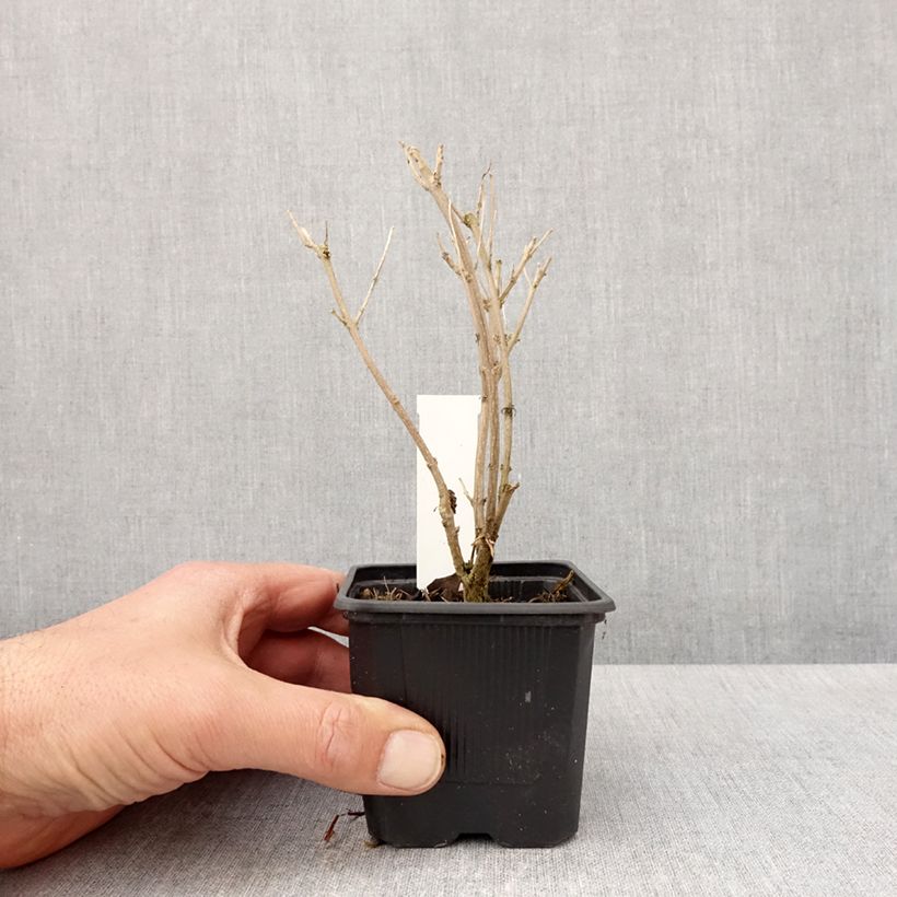 Amostra de Caryopteris clandonensis Stephi Vaso de 8/9 cm tal como entregue na primavera