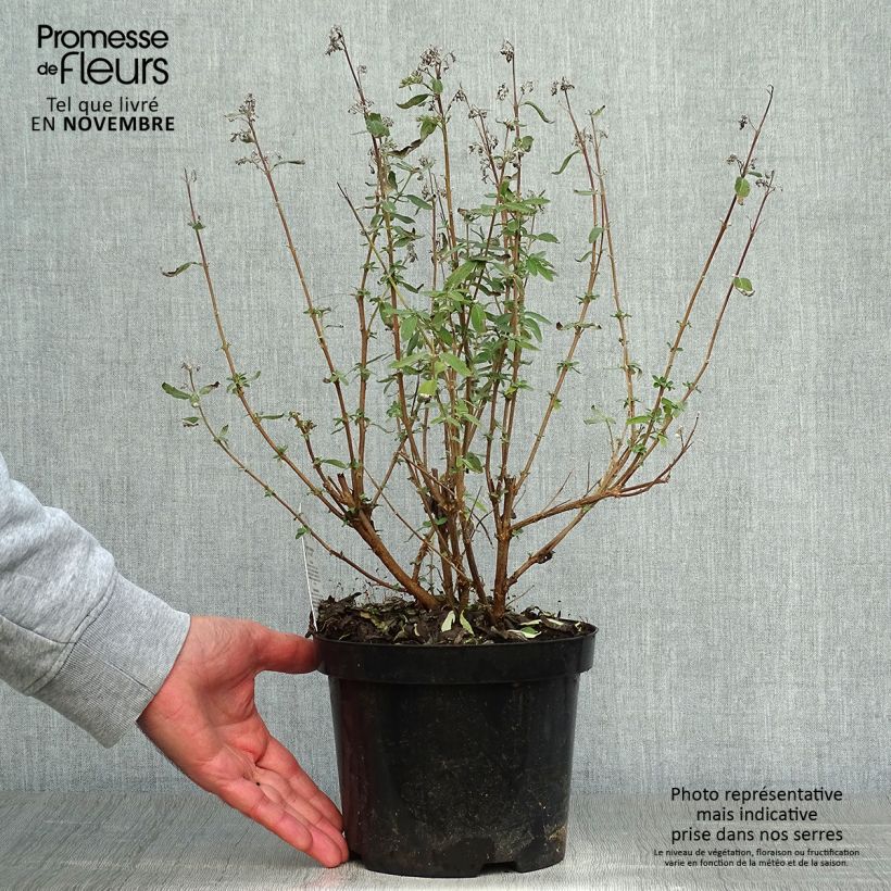 Amostra de Caryopteris clandonensis Stephi Vaso de 3 L/4 L tal como entregue no outono