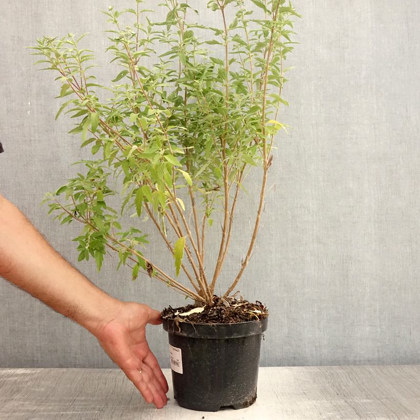 Amostra de Caryopteris clandonensis Stephi Vaso de 3 L/4 L tal como entregue no verão