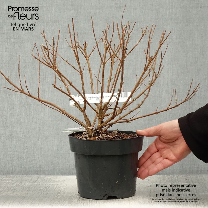 Amostra de Caryopteris clandonensis Stephi Vaso de 3 L/4 L tal como entregue na primavera