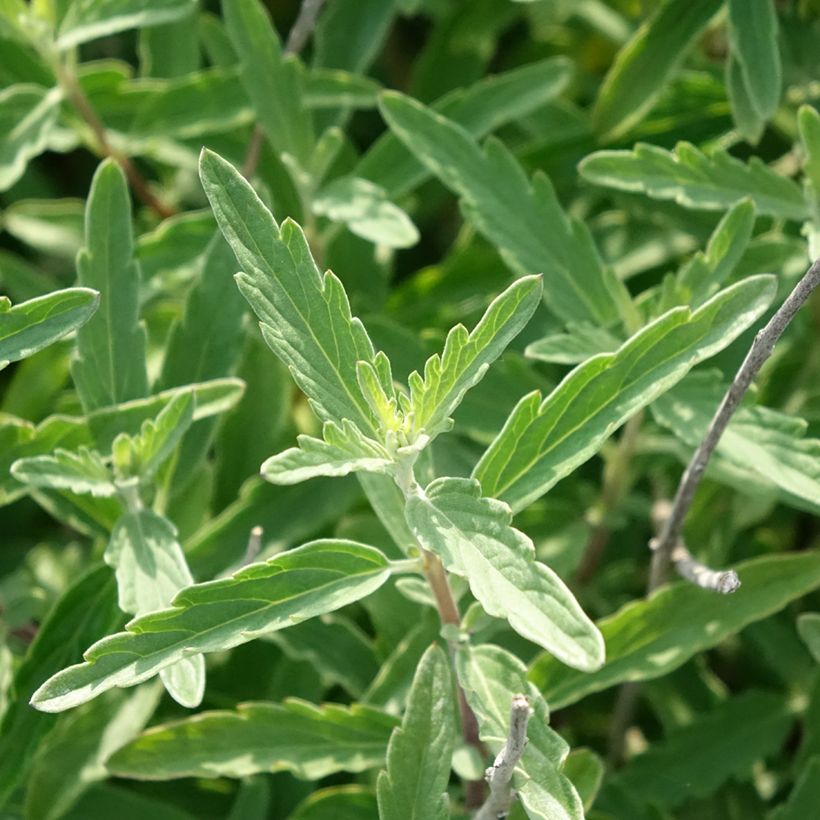 Caryopteris clandonensis Stephi (Folhagem)