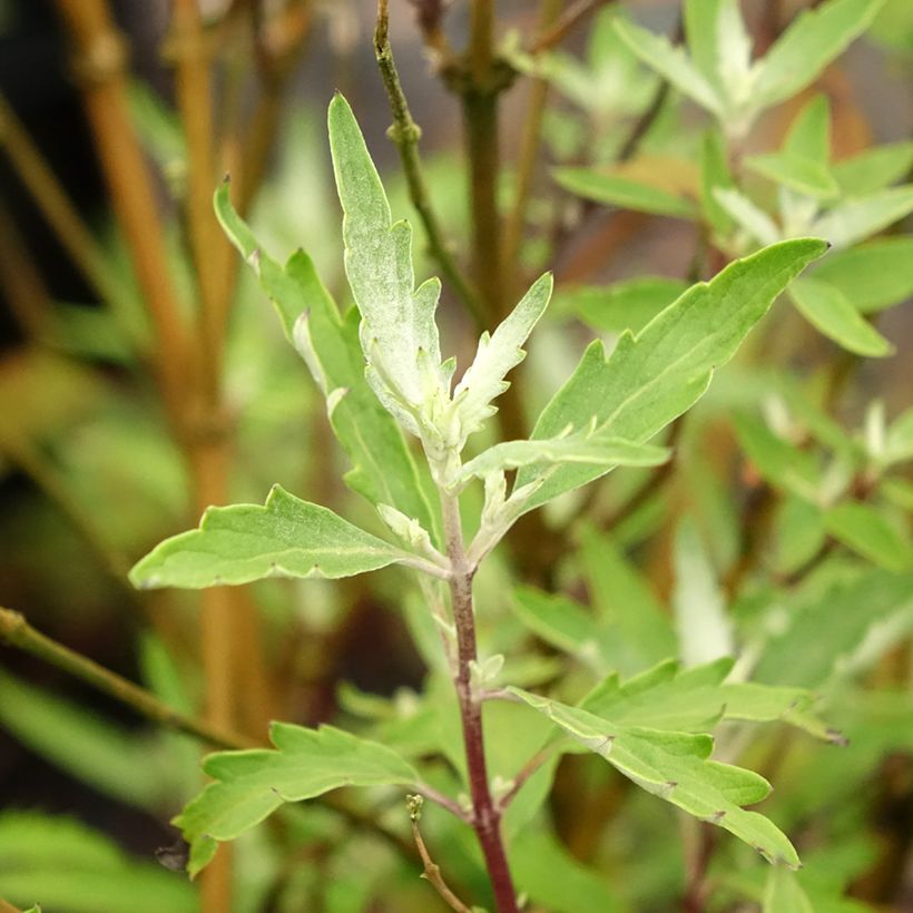 Caryopteris clandonensis Sterling Silver (Folhagem)