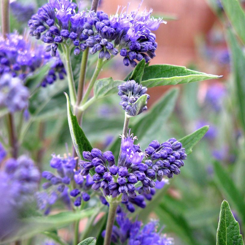 Caryopteris clandonensis Thetis (Floração)