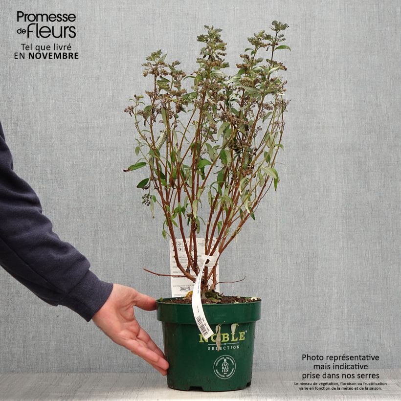Amostra de Caryopteris clandonensis Thetis Vaso de 2 L/3 L tal como entregue no outono