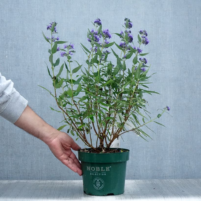 Amostra de Caryopteris clandonensis Thetis Vaso de 2 L/3 L tal como entregue no verão