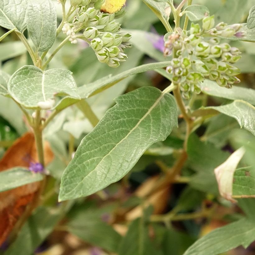 Caryopteris clandonensis Thetis (Folhagem)