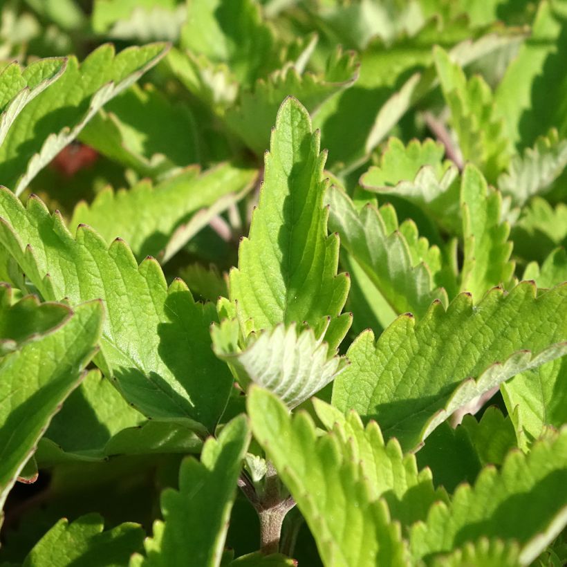 Caryopteris clandonnensis Pavilion Pink (Folhagem)